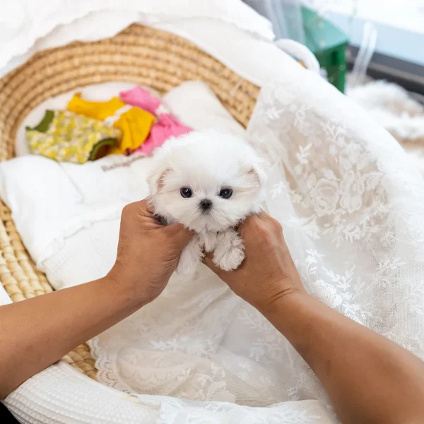 TEACUP MALTESE