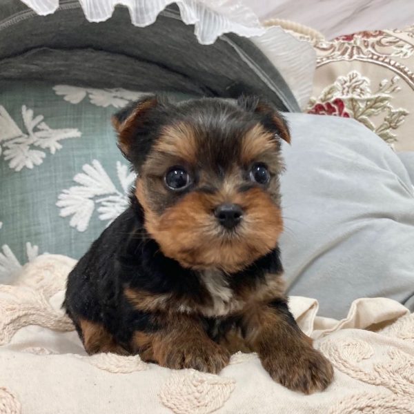 TEACUP YORKIE