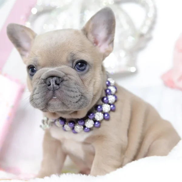 MINIATURE FRENCH BULLDOG