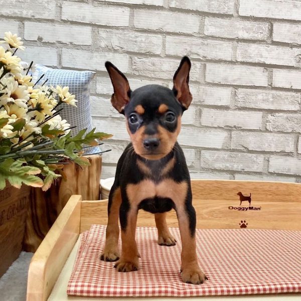 MINIATURE PINSCHER