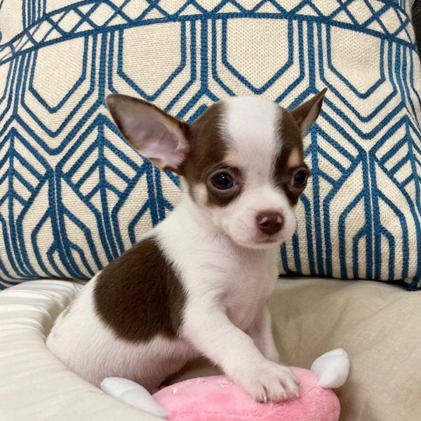 TEACUP CHIHUAHUA