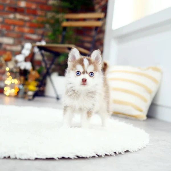 MINIATURE POMSKY