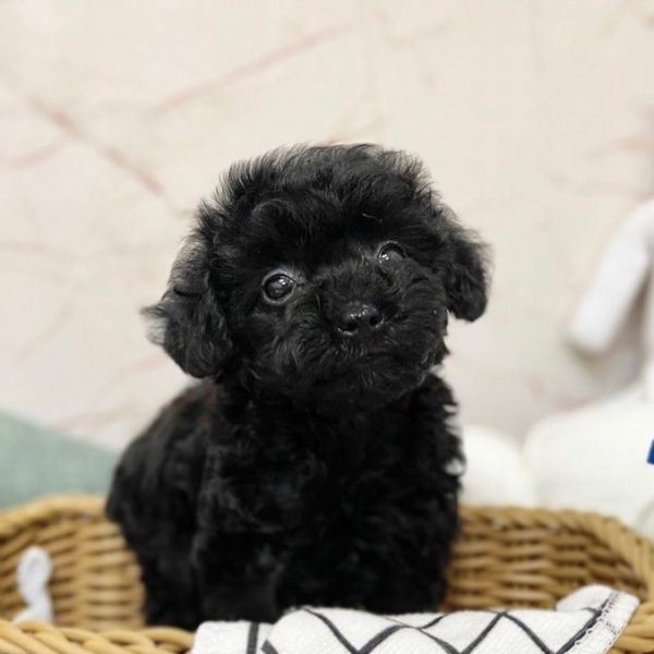 TEACUP POODLE