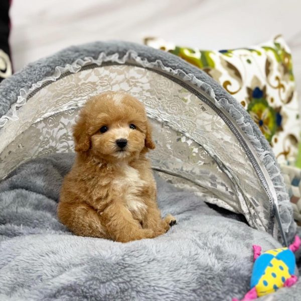 TEACUP MALTIPOO