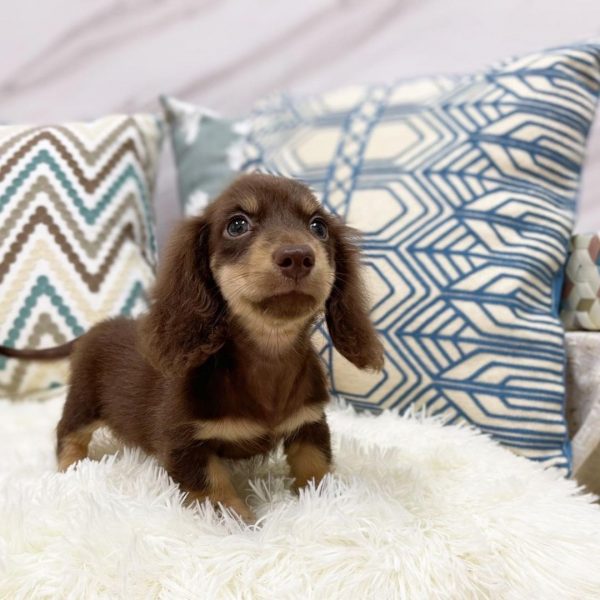 MINIATURE DACHSHUND
